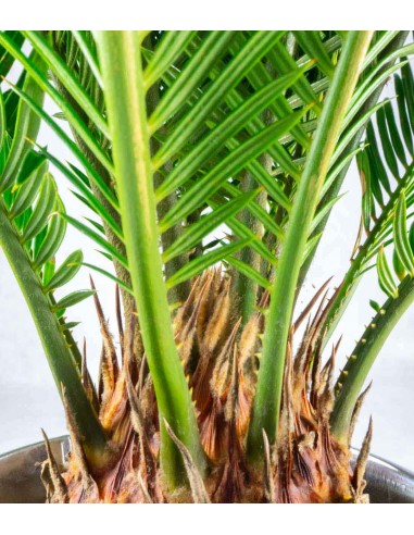 Cycas pianta Ø 17