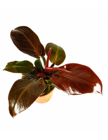 Filodendro Imperial Red