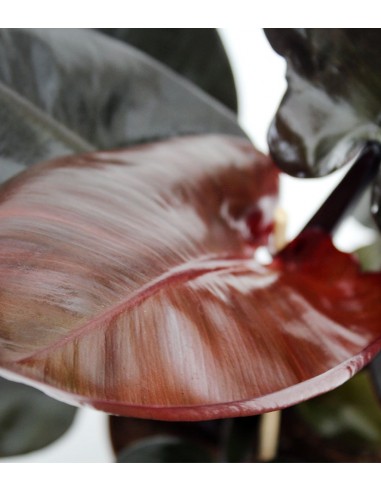 Filodendro Imperial Red