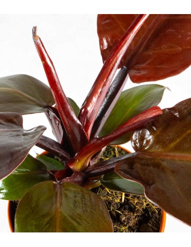 Filodendro Imperial Red