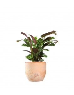 Calathea | Calathea...