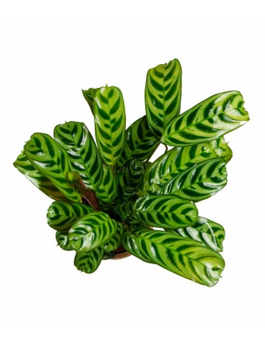 Calathea | Calathea makoyana o maranta 