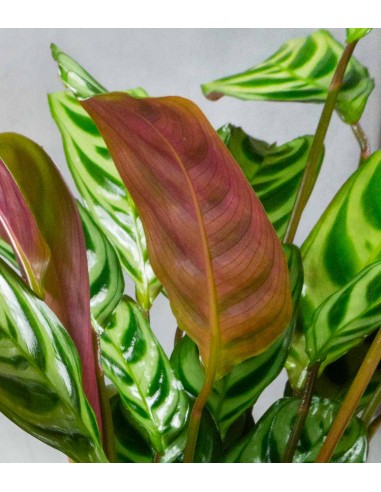 Calathea | Calathea makoyana o maranta 