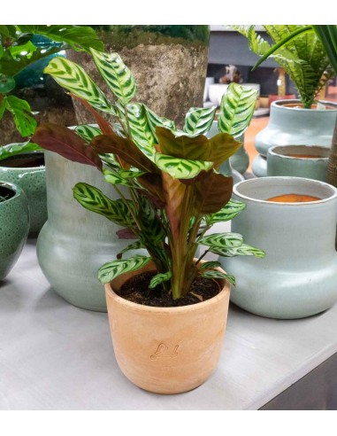 Calathea | Calathea makoyana o maranta 