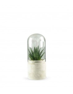 Aloe in capsula