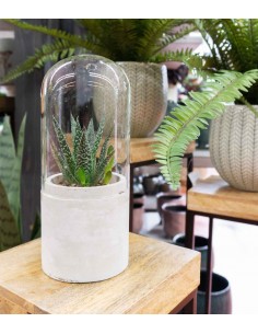 Aloe in capsula 2