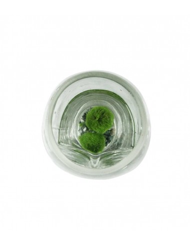 Marimo con vaso di vetro di design