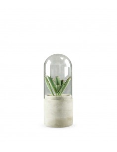 Aloe in capsula