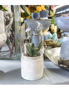 Succulente in capsula 2