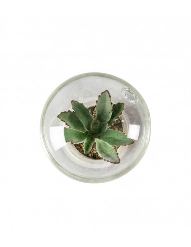 Succulente in capsula Succulente in capsula