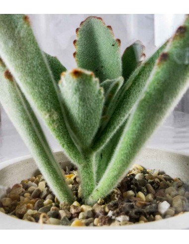 Aloe in capsula