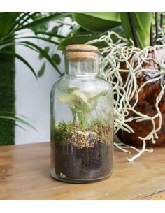 Singonio rosa in mini serra 2