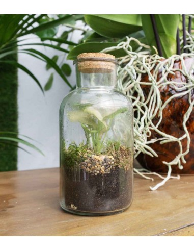 Singonio in Terrario