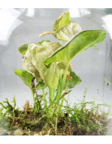 Singonio rosa in mini serra