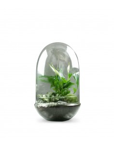 Spatifillo in terrario 