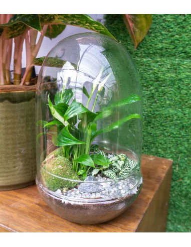 Spatifillo in terrario 