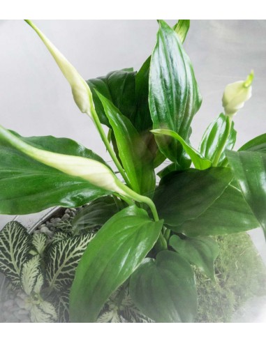 Spatifillo in terrario 