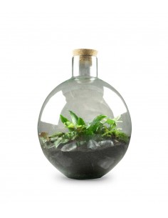 Terrarium mix piante verdi