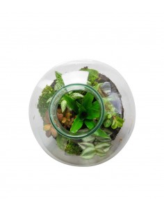 Terrarium mix piante verdi 2