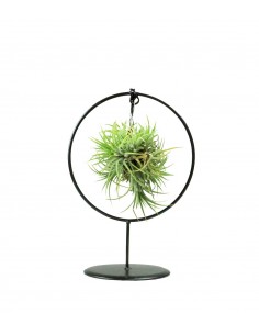 Tillandsia con supporto in...