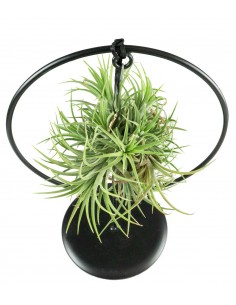 Tillandsia con supporto in... 2