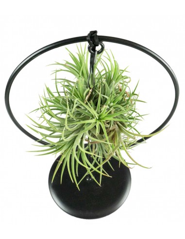 Tillandsia con supporto in ferro...