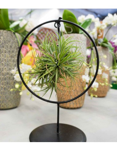 Tillandsia con supporto in ferro...