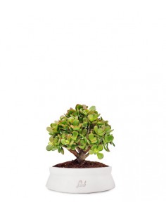 Crassula Ovata Bonsai