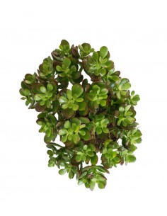 Crassula Ovata Bonsai 2