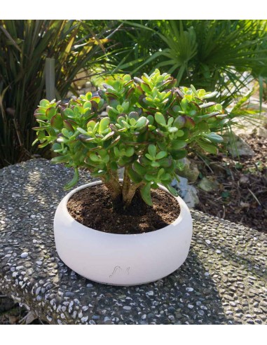 Crassula Ovata Bonsai Crassula Ovata Bonsai