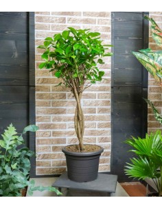 Ficus benjamin intrecciato...