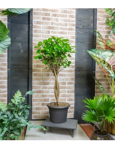 Ficus benjamin intrecciato... 2