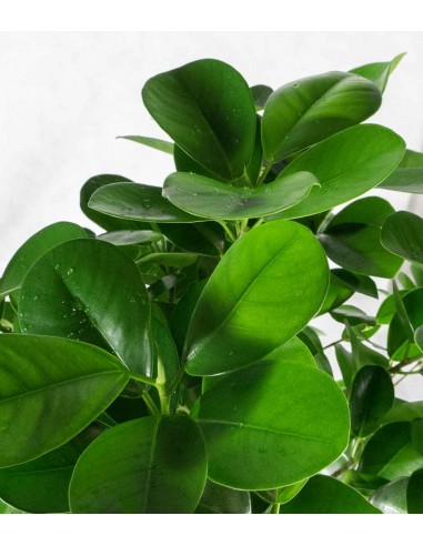 Ficus benjamin intrecciato alto