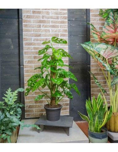 Filodendro Monstera Adansonii Palo