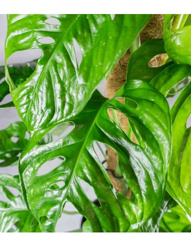 Filodendro Monstera Adansonii Palo