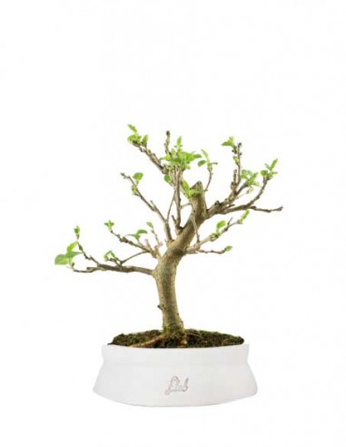 Gelso bonsai 7 anni Gelso bonsai 7 anni