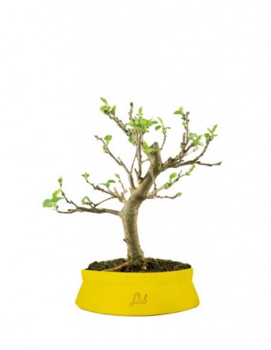 Gelso bonsai 7 anni Gelso bonsai 7 anni