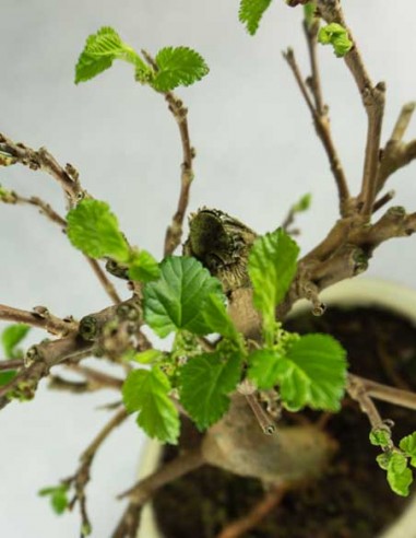 Gelso bonsai 7 anni Gelso bonsai 7 anni