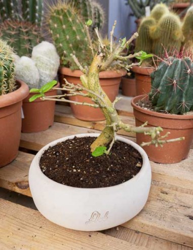 Gelso bonsai 7 anni Gelso bonsai 7 anni