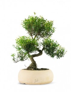 Mirto Mirto cinese...