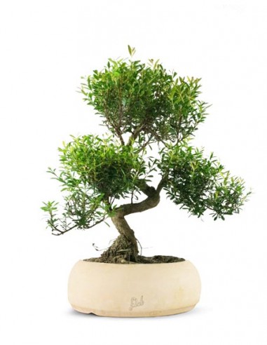 Mirto Mirto cinese Impalcato XL Mirto Mirto cinese Impalcato XL