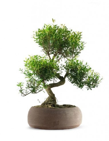 Mirto Mirto cinese Impalcato XL Mirto Mirto cinese Impalcato XL