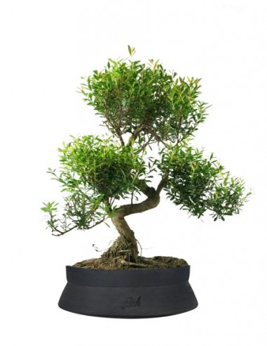 Mirto Mirto cinese Impalcato XL Mirto Mirto cinese Impalcato XL