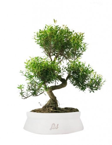 Mirto Mirto cinese Impalcato XL Mirto Mirto cinese Impalcato XL