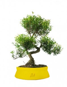 Mirto cinese Impalcato XL 2