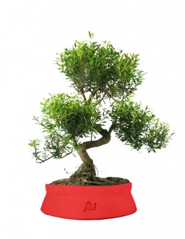 Mirto Mirto cinese Impalcato XL Mirto Mirto cinese Impalcato XL