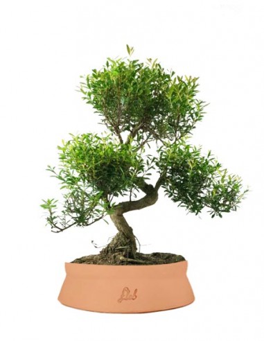 Mirto Mirto cinese Impalcato XL Mirto Mirto cinese Impalcato XL