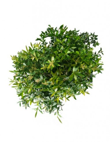 Mirto cinese Impalcato XL Mirto cinese Impalcato XL