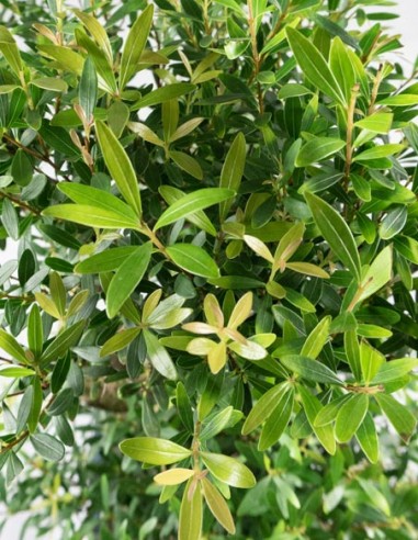 Mirto cinese Impalcato XL Mirto cinese Impalcato XL