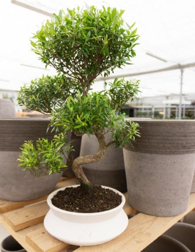 Mirto Mirto cinese Impalcato XL Mirto Mirto cinese Impalcato XL